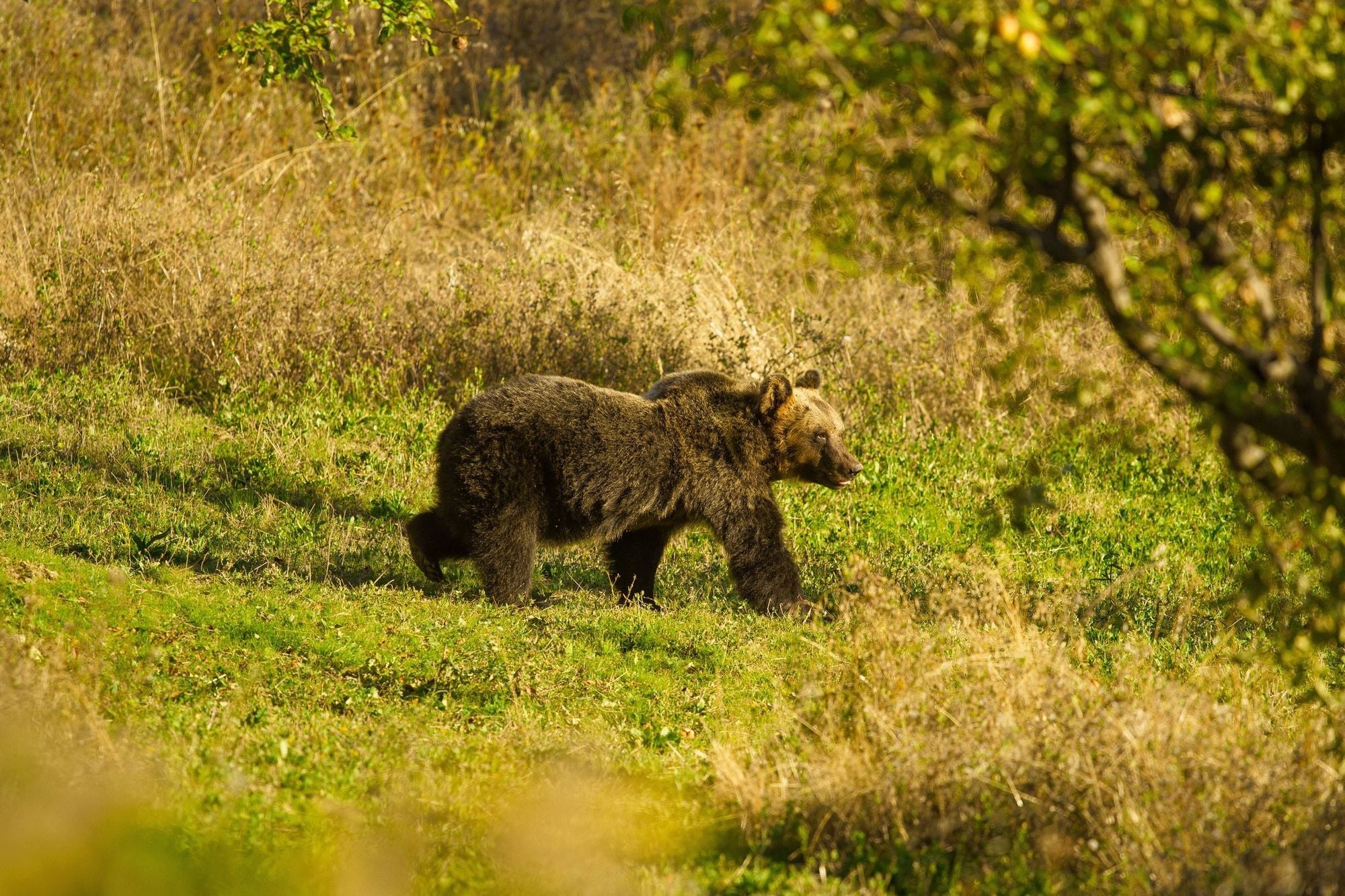How Marsican Brown Bears are Bringing Life Back to Abruzzo