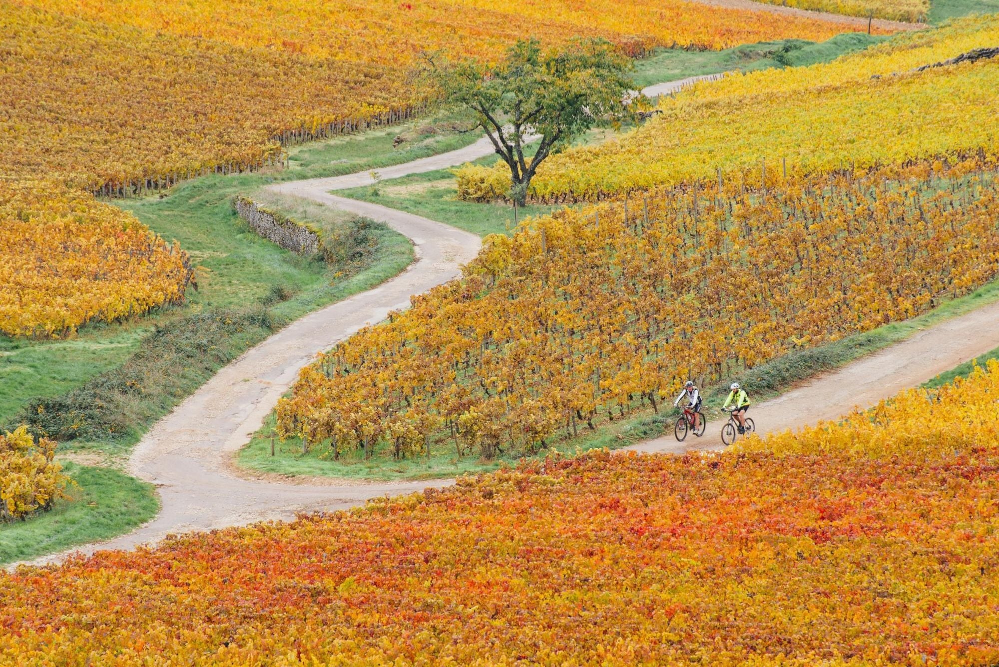The Vineyard Way: A 72km Cycling Trail Through Burgundy