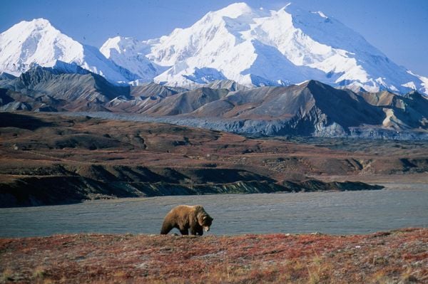 A Guide to Denali National Park, Alaska's Untamed Wilderness