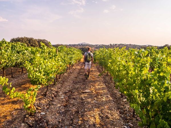 The New Camino Routes Through the Wine Region of Alentejo, Portugal