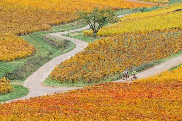 The Vineyard Way: A 72km Cycling Trail Through Burgundy